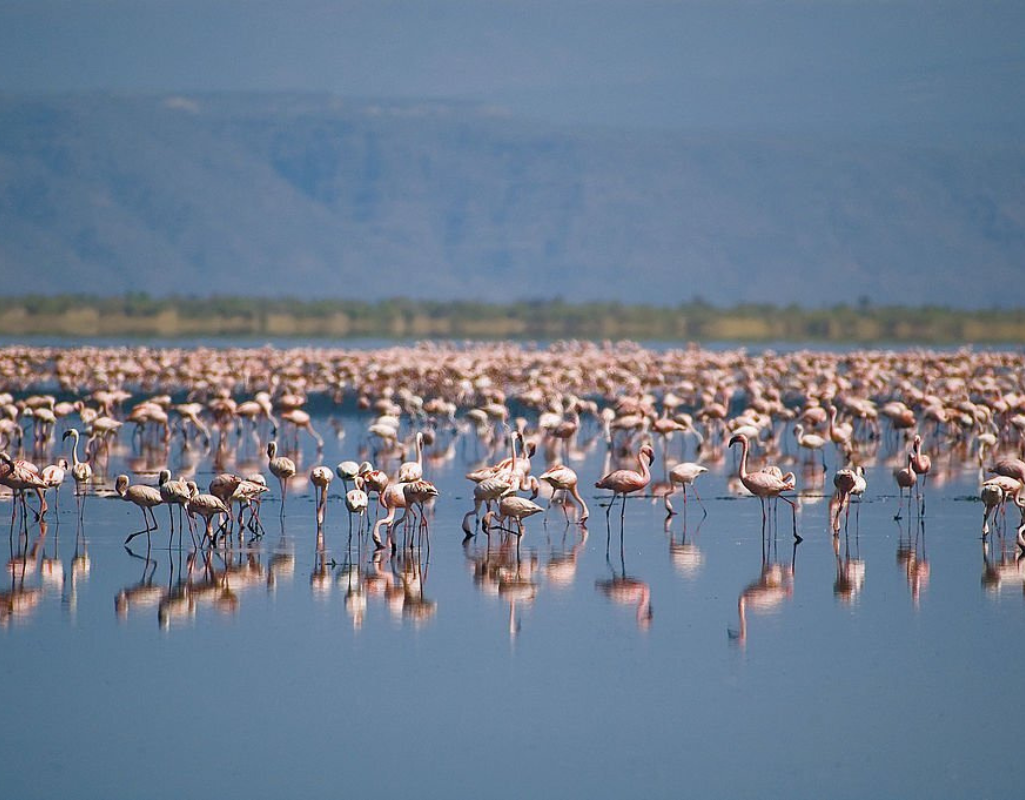 Flamingoes Lake Natron African Safari