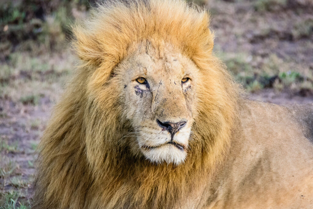Luxury safari tour Lion in the Maasai mara