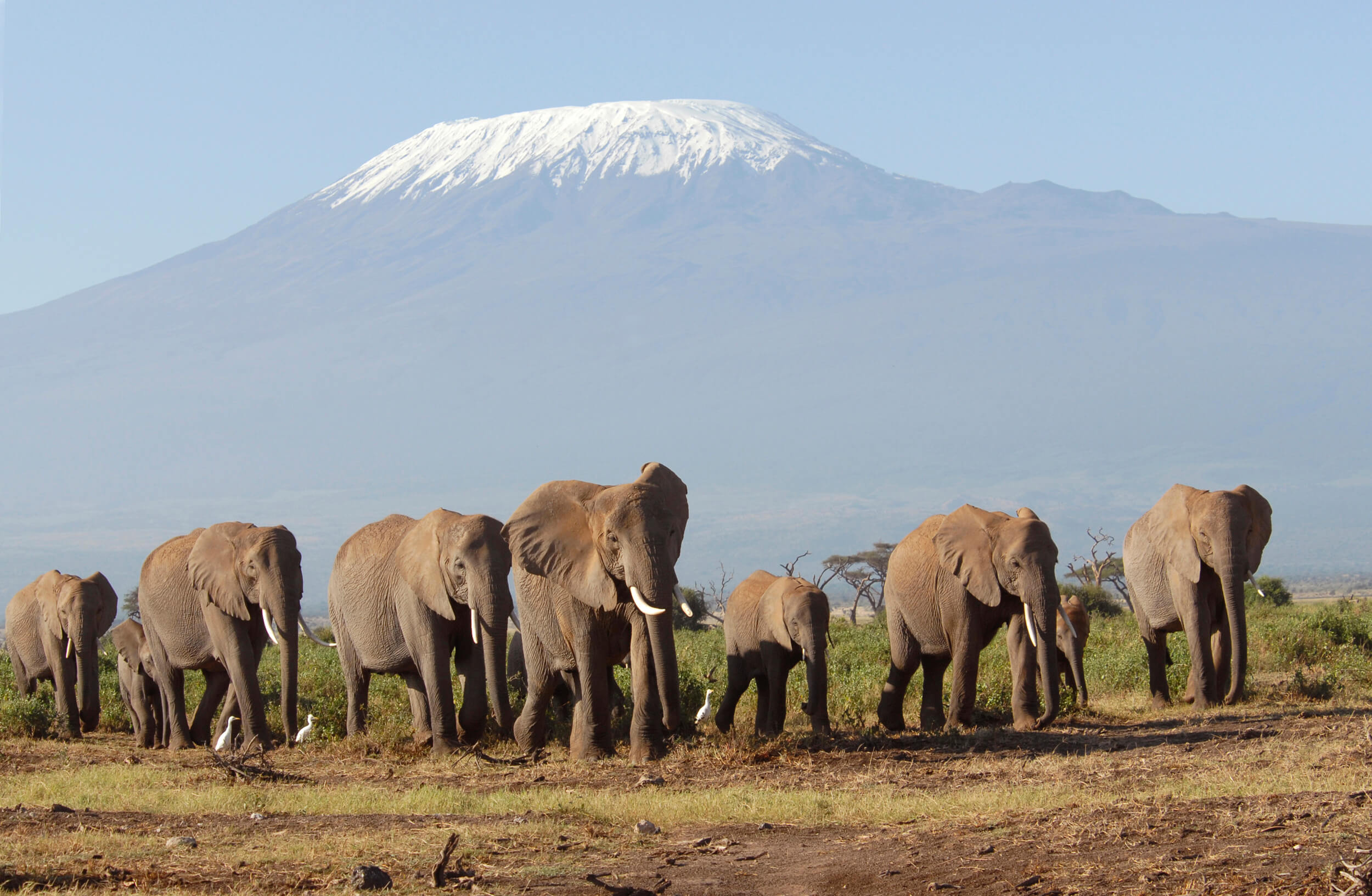 Amboseli national park tour mt kilimanjaro