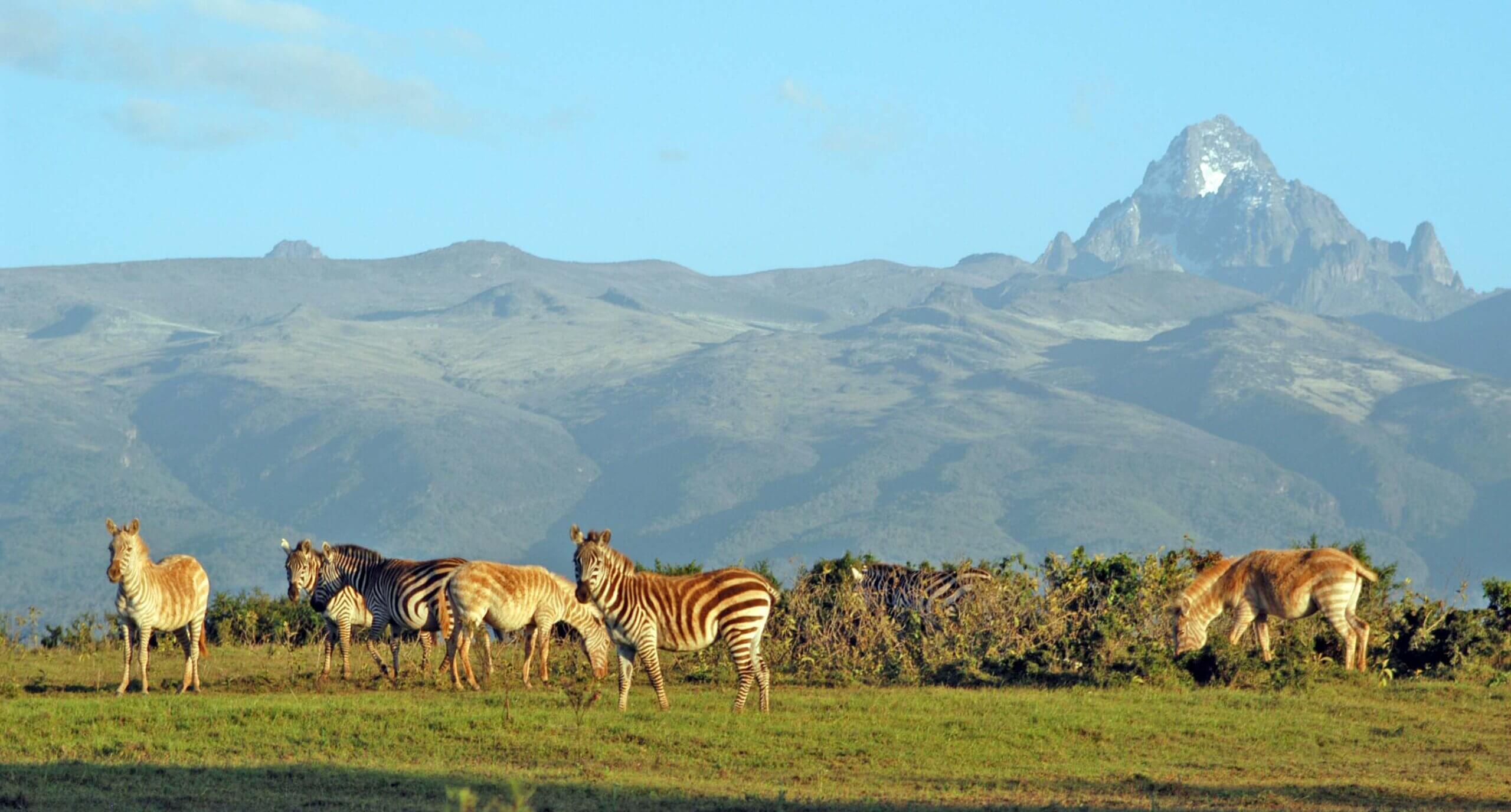 Mt Kenya National Park with zebra